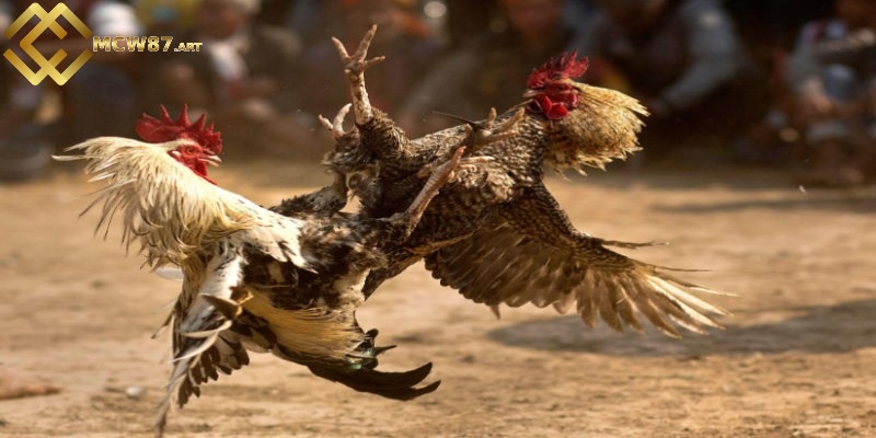 Đá sỏ trong gà đá đòn độc