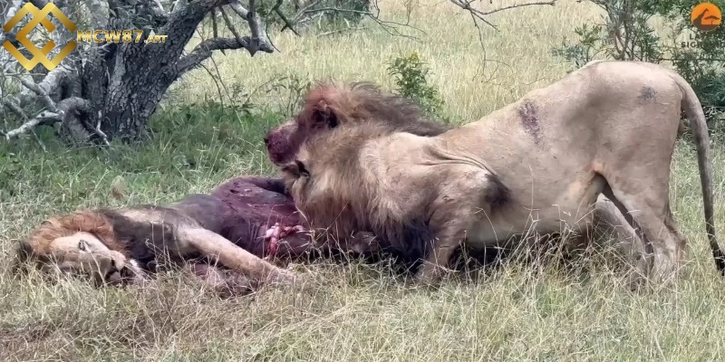 Ngủ mơ sư tử chết