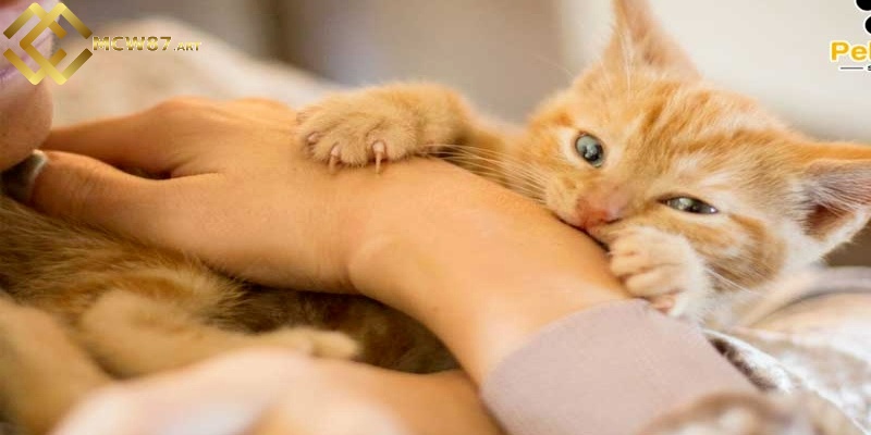 Chiêm bao thấy mèo cào bạn