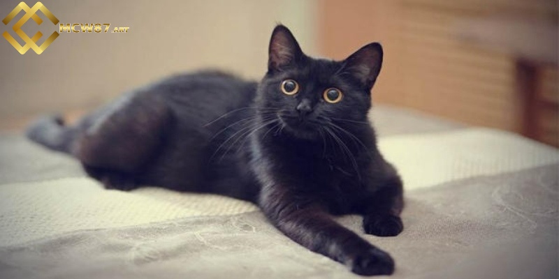 Chiêm bao thấy mèo đen