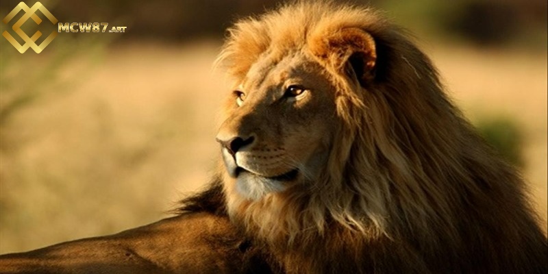 Những con số may mắn khi chiêm bao thấy sư tử